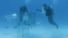 DA LI KRV ZAISTA PRIVLAČI AJKULE? Jutjuber napravio eksperiment, rezultat ga je ostavio u šoku! (VIDEO)