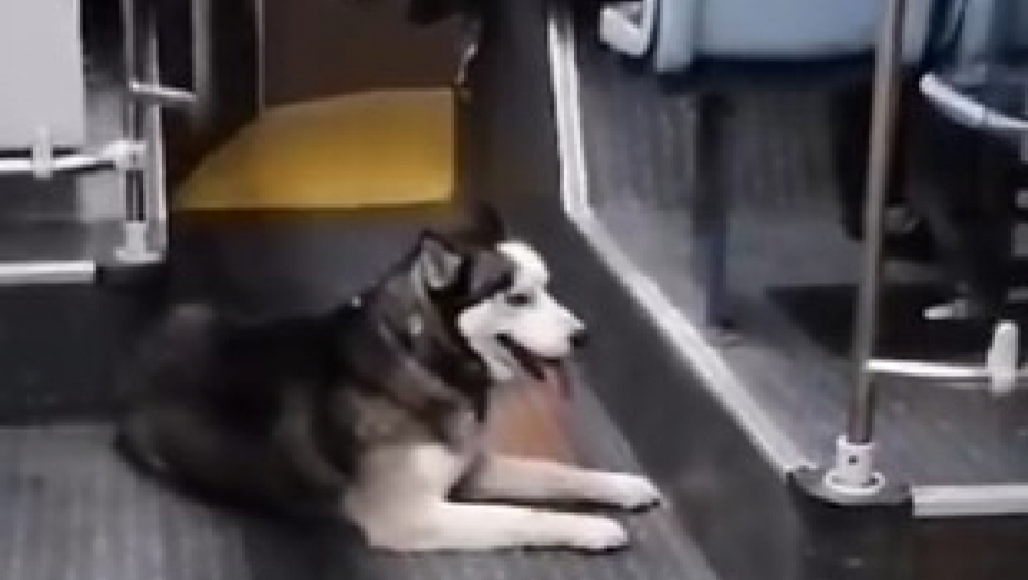 NEOBIČAN PUTNIK NA LINIJI 42 ODUŠEVIO BEOGRAĐANE Haski se vozi gradskim prevozom i uživa! (VIDEO)