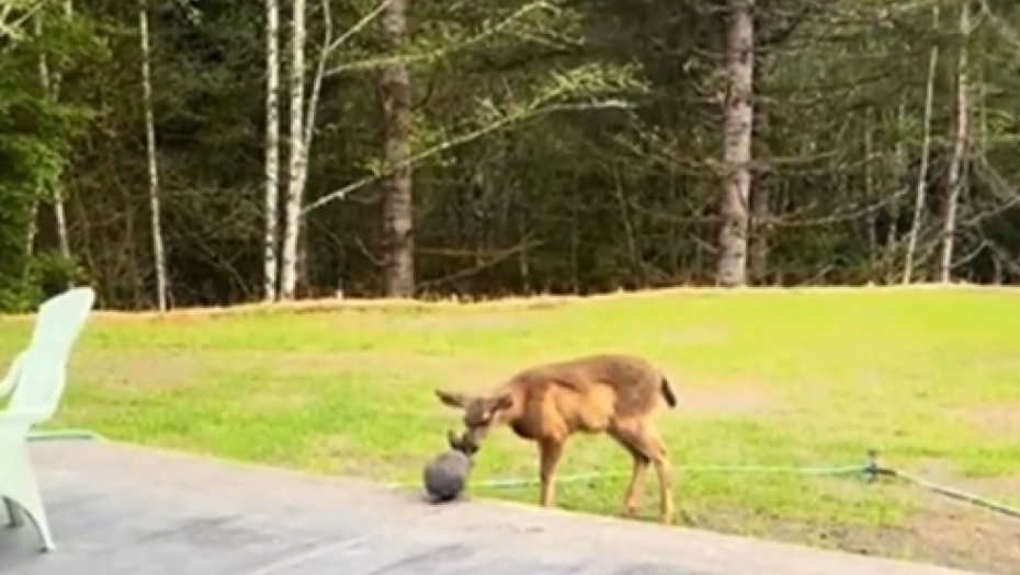BAMBI I TUPKO Igra zeca i laneta raspametila ljude na mrežama, ovo je nešto najslađe što ćete videti (VIDEO)