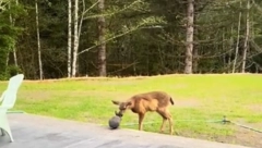 BAMBI I TUPKO Igra zeca i laneta raspametila ljude na mrežama, ovo je nešto najslađe što ćete videti (VIDEO)