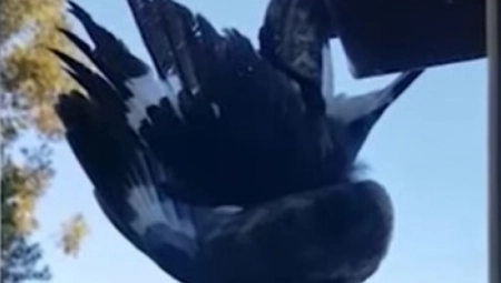 ČUO JEZIVE ZVUKE ISPRED KUĆE, PA OTVORIO PROZOR Scena ispred njega je bila zastrašujuća! (VIDEO)