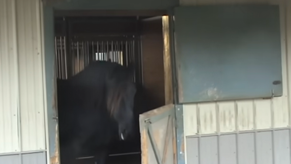 POGLEDALI SNIMAK, PA SE ŠOKIRALI Kobila im stalno NESTAJALA, pa su vlasnici odlučili da postave kamere i vide o čemu se radi (VIDEO)