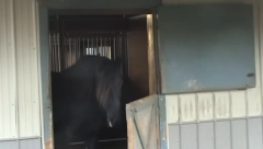 POGLEDALI SNIMAK, PA SE ŠOKIRALI Kobila im stalno NESTAJALA, pa su vlasnici odlučili da postave kamere i vide o čemu se radi (VIDEO)