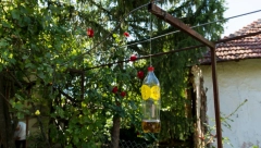 NE IGRAJTE SE OPASNO JE Stršljenovi se plaše samo ove stvari i to je jedina efikasna zamka za njih