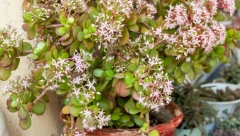 KAKO DA "NATERATE" DRVO NOVCA DA PROCVETA, A SA NJIM I VAŠ NOVČANIK: Dodajte 2 sastojka u saksiju