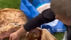 NIŠLIJE GA BACILE NA LIVADU PA POČELE MESO SA KOSTIJU SLASNO DA ČUPAJU! Đaci otišli na ekskurziju pa napravili pravi HAOS! (VIDEO)