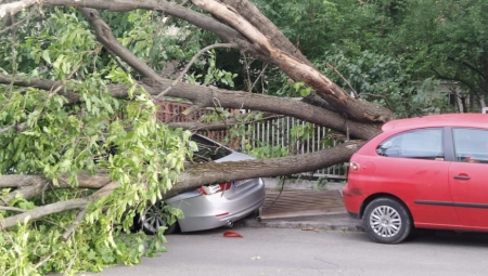 VETAR NAPRAVIO HAOS Na Čukarici padalo drveće, oštećeni automobili (FOTO)