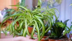 OVOJ BILJCI JE POTREBNO SAMO 6 SATI DA PROČISTI VAZDUH U SOBI Neutrališe duhanski dim, a svako može da je uzgaja