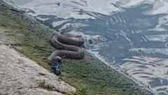 PANČEVCA UMALO ČUKA NIJE STREFILA! Otišao na pecanje, pa se susreo sa tamiškom ANAKONDOM! (FOTO)