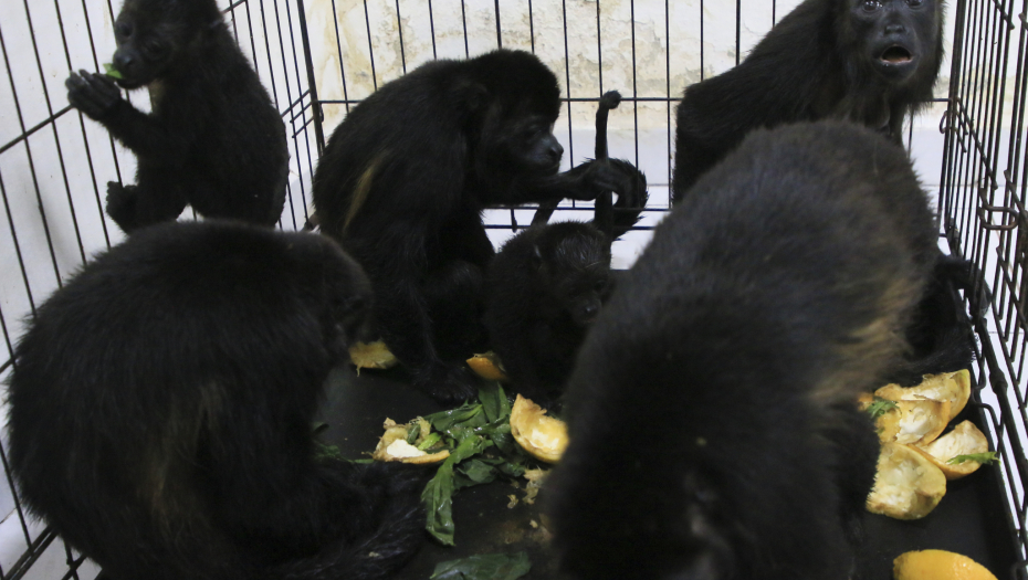 MRTVI MAJMUNI PADAJU SA DRVEĆA Nastradalo najmanje 138, nekoliko spaseno, veterinari se bore za njihov život (FOTO)