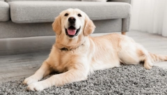 HIT VIDEO Labrador uvek radi isto dok se njegova vlasnica tušira, ovo je urnebesno!