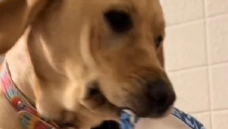 JEL MOGUĆE DA PAS OVO RADI? Labradorka Lusi ne ostavlja vlasnicu samu ni dok se kupa, urnebesni snimak će vam ulepšati dan!