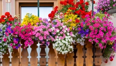 NEVEN Verovalo se da cveta samo prvog u mesecu, bio je vesnik kiše a danas se koristi u kulinarstvu, kozmetici i medicini