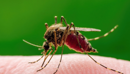 SPREJ KOJI REŠAVA KOMARCE Dodajte samo nekoliko kapi ovog sastojka i više vas neće bockati, provereno deluje