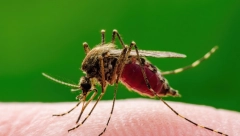 "SOJ KOMARACA PAREN SA KROKODILIMA!" Žena prošla kroz PAKAO nakon uboda ovog insekta!