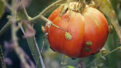 EVO ZAŠTO NE TREBA UNIŠTAVATE SMRDIBUBE Zavolećete ih kada čujete razlog