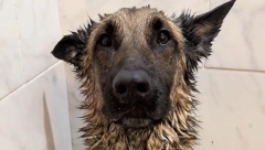 PAS ODUŠEVIO 115 MILIONA LJUDI Ostale ne možeš da nateraš u kadu, a evo šta on radi, da čovek ne poveruje!