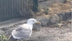 NAIŠAO NA ORTAKA, PA GA POJEO Bizaran snimak širi se mrežama (VIDEO)