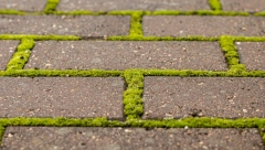 "UBIJA MAHOVINU ZA 24 SATA" Perfektno dvorište uz pomoć samo 1 sastojka koji imate kod kuće