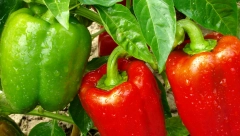PAPRIKA ĆE RAĐATI MNOGO VIŠE Rod će biti duplo veći, a plod mesnatiji i krupniji ako pored nje posadite ovu biljku