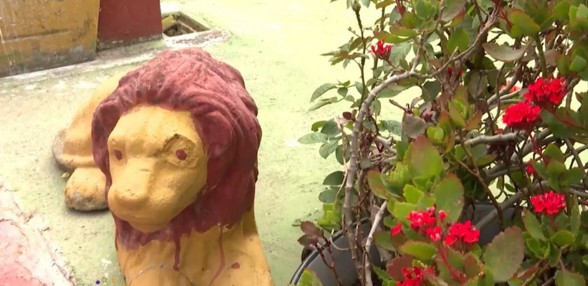 OGROMNI LAVOVI NA KAPIJI, KOKOŠKE U DVORIŠTU Ovo je vila naše poznate pevačice od nekoliko stotina kvadrata