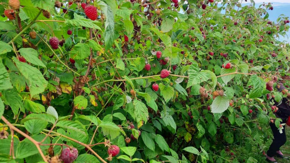 U MAČVI POČELA BERBA MALINA, A OTKUPNA CENA JE ZNAK PITANJA! Otkupljivači saopštili samo JEDNO! (FOTO)
