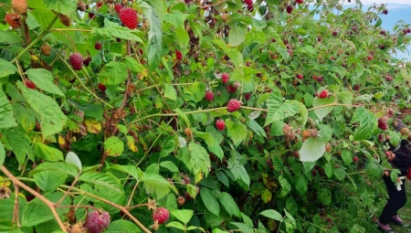 U MAČVI POČELA BERBA MALINA, A OTKUPNA CENA JE ZNAK PITANJA! Otkupljivači saopštili samo JEDNO! (FOTO)