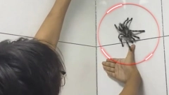 PUSTIO DA GA UJEDE TARANTULA Nakon bolnog iskustva pokazao kako mu izgleda ruka (VIDEO)