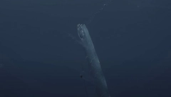 MONSTRUM IZ DUBINA PREDVIĐA KATASTROFE! Ljudi ga odmah opkolili u strahu od lošeg predznaka (FOTO)