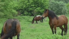 BILI SU IZGUBLJENI 2 DANA, VLASNIK OČAJAN Onda je jedan oglas promenio sve, a agonija se okončala srećnim krajem!
