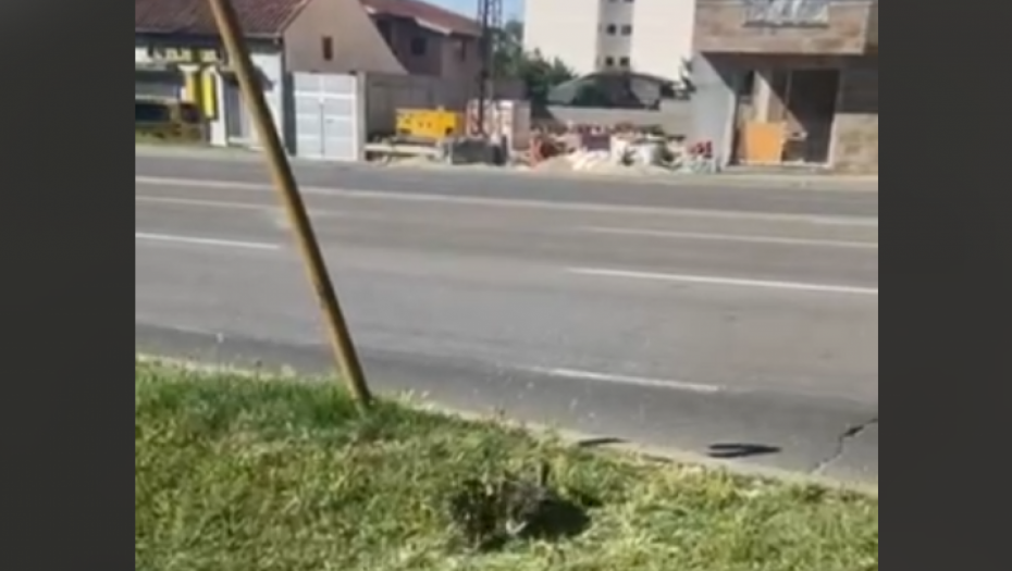SVA VOZILA STAJU DA BI ONA PREŠLA ULICU! Nesvakidašnja scena ŠOKIRALA vozače, gledaju i ne veruju svojim očima! (VIDEO)