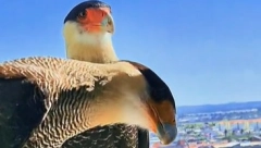 MAČKA PRIPITOMILA PTICU GRABLJIVICU Izgledalo je kao da će soko da je napadne, a desilo se nešto neočekivano