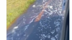 PUT POPLAVLJEN, VOZILA STALA! Iz kamiona šiklja nepoznata tečnost, drama na naplatnoj stanici Požarevac! (VIDEO)