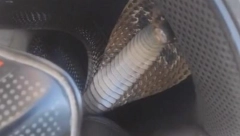 SMRTONOSNA KOBRA SPREMA SE ZA NAPAD Prišao je da je snimi, a onda ga sačekalo neprijatno iznenađenje (VIDEO)