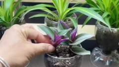 JEDNOSTAVNO I ZABAVNO Napravite SAKSIJU od plastične flaše (VIDEO)