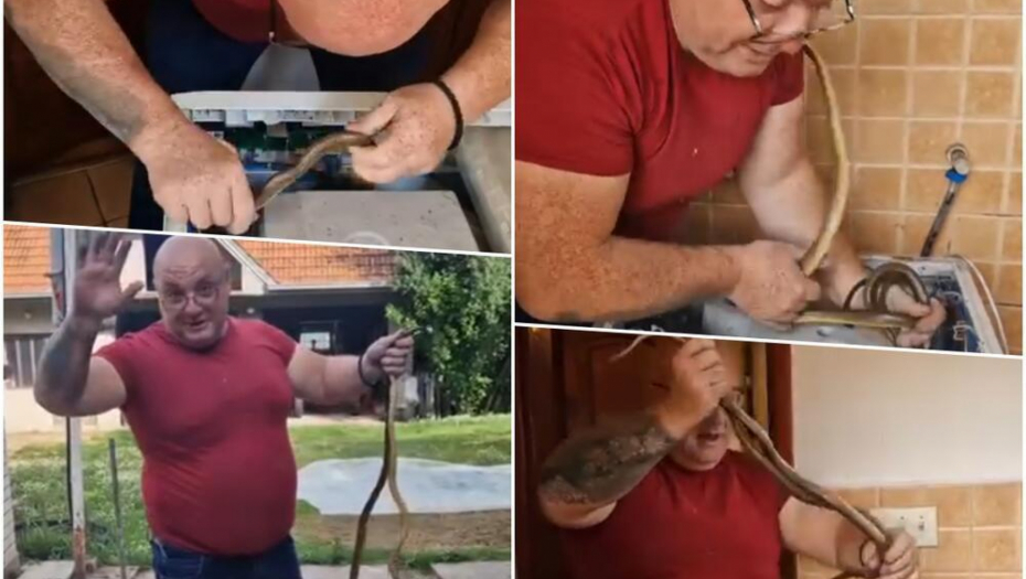 DVE ZMIJE SE ZAVUKLE U VEŠ MAŠINU KOD VRANJA! Vladica Stanković u opet u lovu, pogledajte ovaj jeziv pohod (VIDEO)
