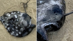 ŠTA JE OVO? IZ DUBINA OKEANA IZRONILO ČUDNO BIĆE! Izgleda zastrašujuće - "crni horor", pogledajte fotografije