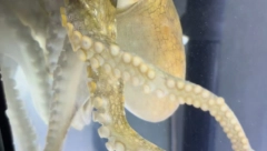 RODITELJI SINU KUPILI NEŠTO ŠTO JE DUGO ŽELEO, PA ZAŽALILI: "Kuća nam je uništena!" (VIDEO)