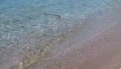 PANIKA MEĐU TURISTIMA NA POZNATOJ PLAŽI U GRČKOJ! Morska neman izašla da se prošeta  i nešto PREZALOGAJI!