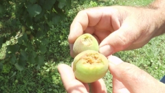 "'SVE JE DESETKOVANO ZA SAMO PAR MINUTA!" Jako nevreme pogodilo šumadijska sela, grad uništio useve!