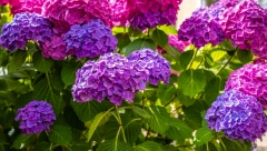 SADRŽI OTROV KOJI JE OPASAN PO ZDRAVLJE LJUDI Ovo divno cveće krasi mnoge balkone i bašte, a može biti SMRTONOSNO