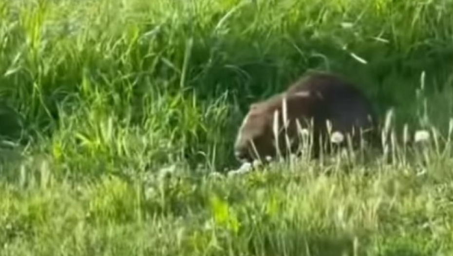 DŽINOVSKI PACOV ŠETA BEOGRADOM Težak oko 8 kilograma, izlazi iz šipražja pored puta, građani zabrinuti