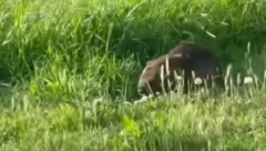 DŽINOVSKI PACOV ŠETA BEOGRADOM Težak oko 8 kilograma, izlazi iz šipražja pored puta, građani zabrinuti