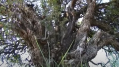 MILETA JE HTEO DA POSEČE UKLETO DRVO, A KADA JE ZAMAHNUO SEKIROM... Seljaci kažu da u krošnji raste čudno voće, svi se krste kada prođu ovuda!