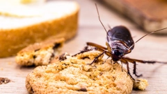 KAKO OTERATI BUBAŠVABE Baka Radmila garantuje da će pobeći iz vaše kuće ako primenite njen trik