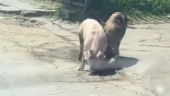 JEL' OVO KONJARNIK ILI SVINJARNIK? Hit snimak osvanuo na mrežama (VIDEO)