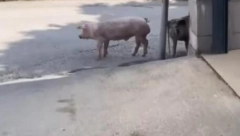 PUTEŠESTVIJE PEČENJA OD MALOG MOKROG LUGA DO KONJARNIKA! Dva prasića krenula negde, mada svi se boje da će ih neko nabiti NA RAŽANJ! (VIDEO)