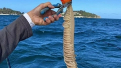 NAUČNICI U ČUDU NAKON ULOVA OVOG RIBARA Izvukao iz mora MISTERIOZNO STVORENJE, nikad nije viđeno ništa slično (FOTO)