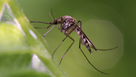 TIGRASTI KOMARCI SE SAMO KOTE! Ujedaju tokom celog dana, a zaraženi prenose OVAJ opasan virus!