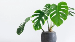 NE TRAŽE VELIKU PAŽNJU Donosimo 5 najlepših kućnih biljaka, jedna će vas apsolutno oduševiti